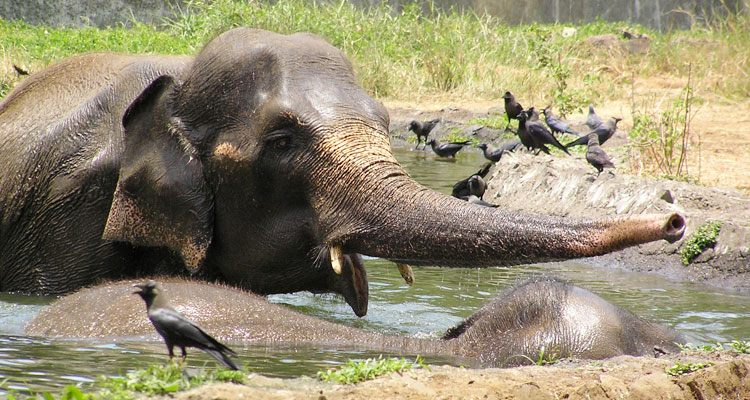 Mumbai Zoo / Veer Mata Jijabai Bhonsale Park / Byculla Mumbai (History,  Entry Fee, Images, Built by & Information) - 2023 Mumbai Tourism