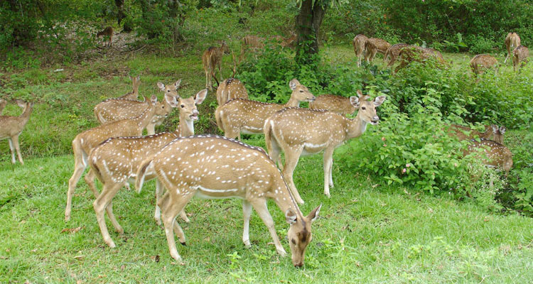 Sanjay Gandhi National Park, Mumbai (Timings, Entry Fee & Safari