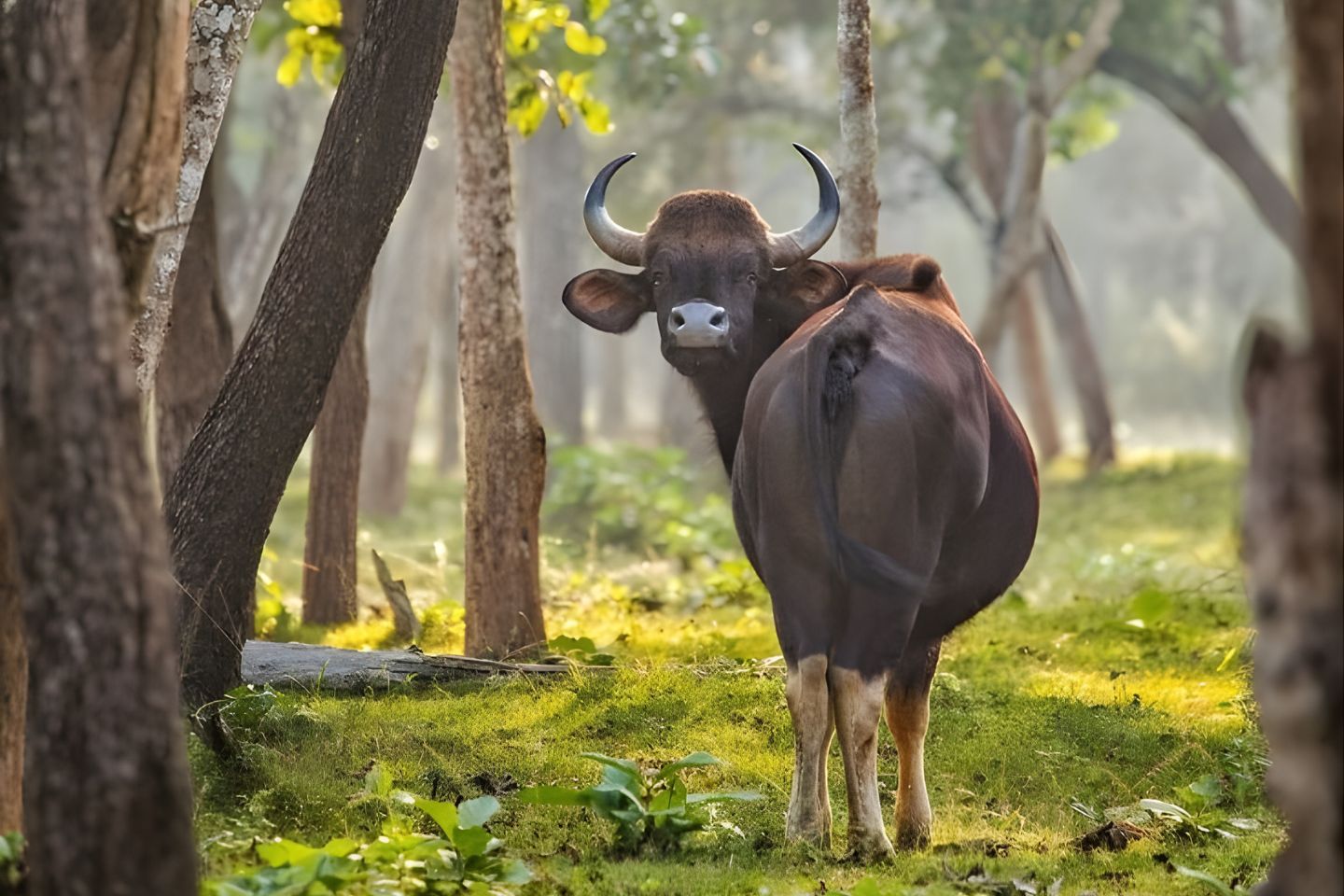 Dajipur Bison Sanctuary