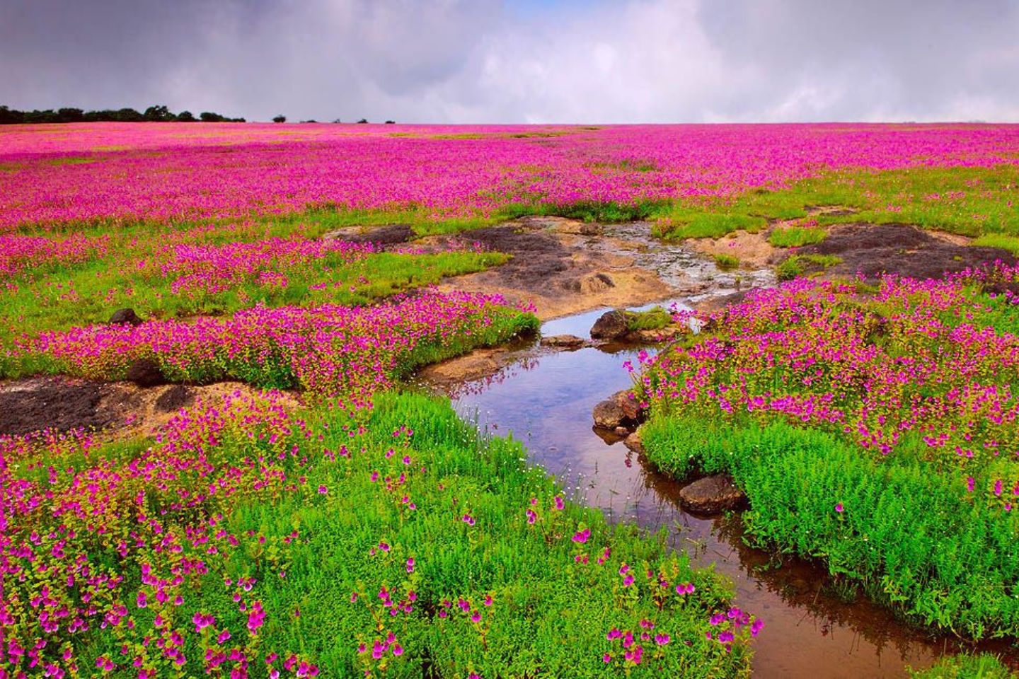 Kaas Plateau