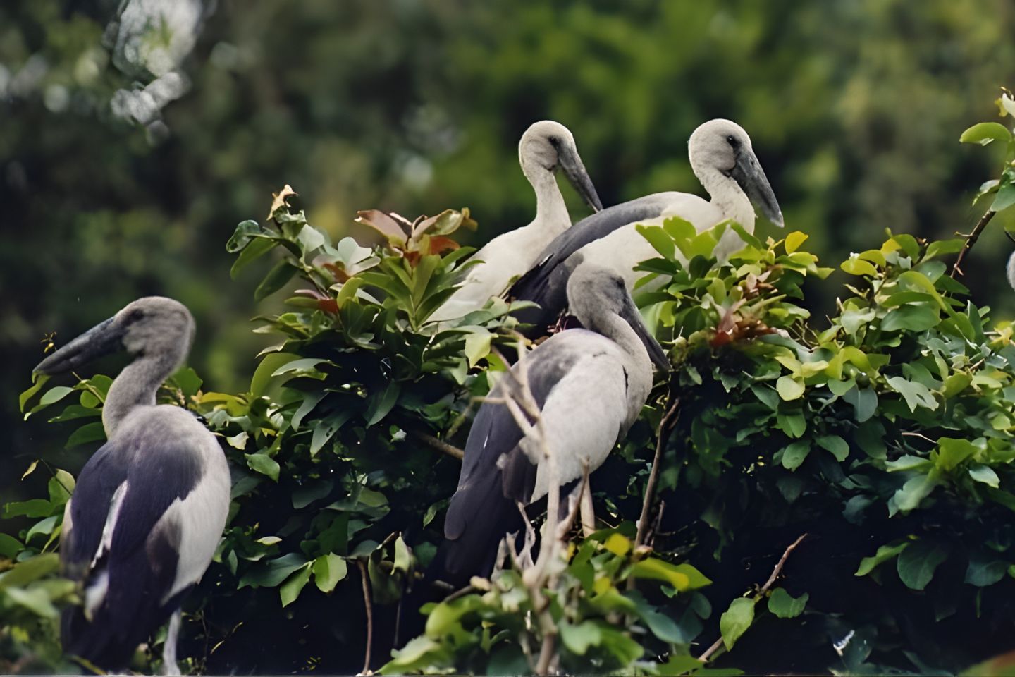 Karnala Bird Sanctuary